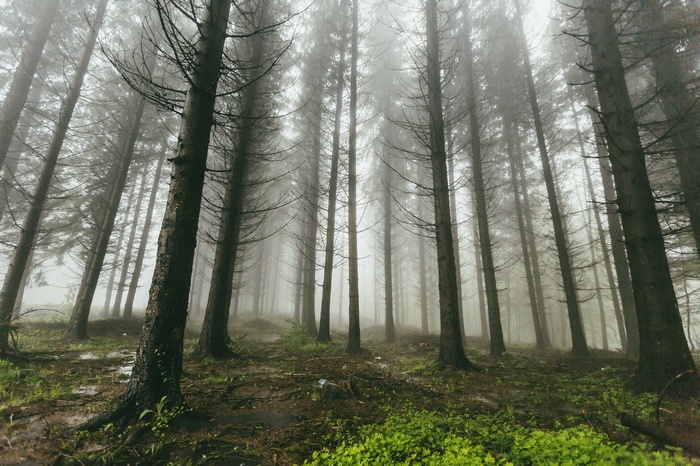 Misty forest with tall pine trees and green ground cover
