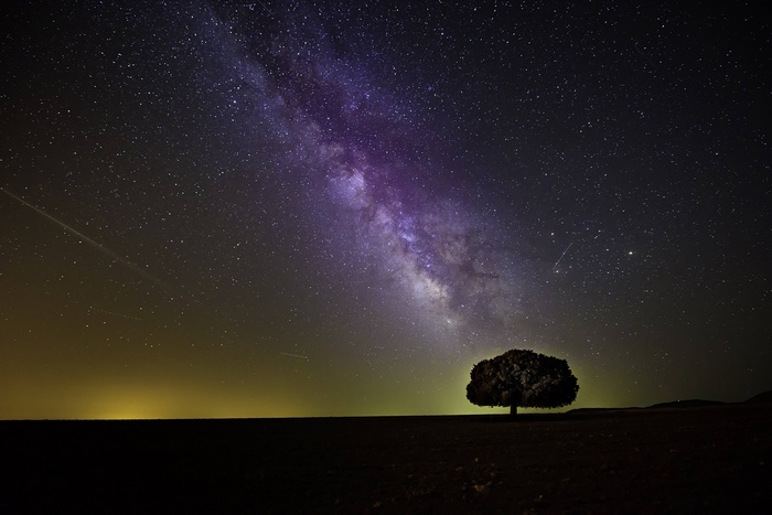 Milky Way over a lone tree at night