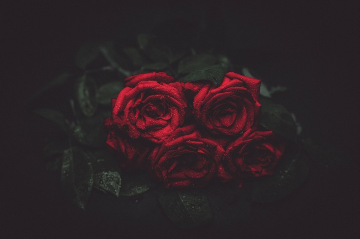 Bouquet of dark red roses with water droplets