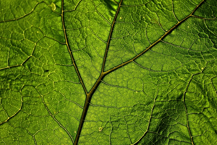 Close-up of a green butterbur leaf with prominent veins
