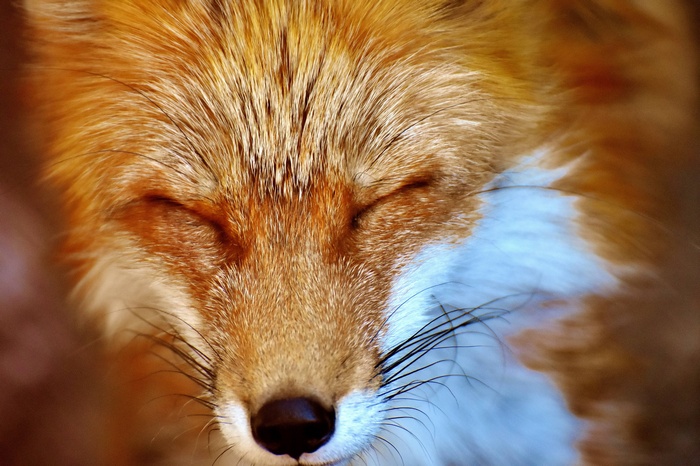 Close-up portrait of a sleeping red fox