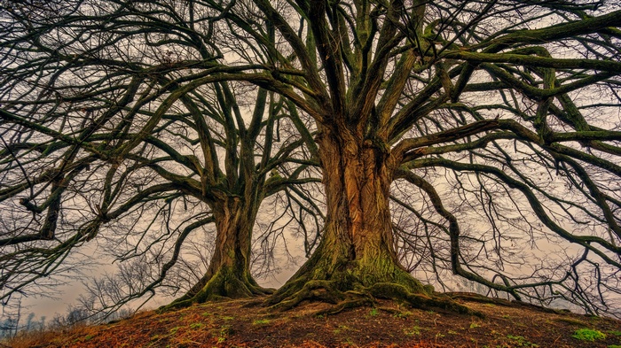 Two large, bare trees with moss on their trunks