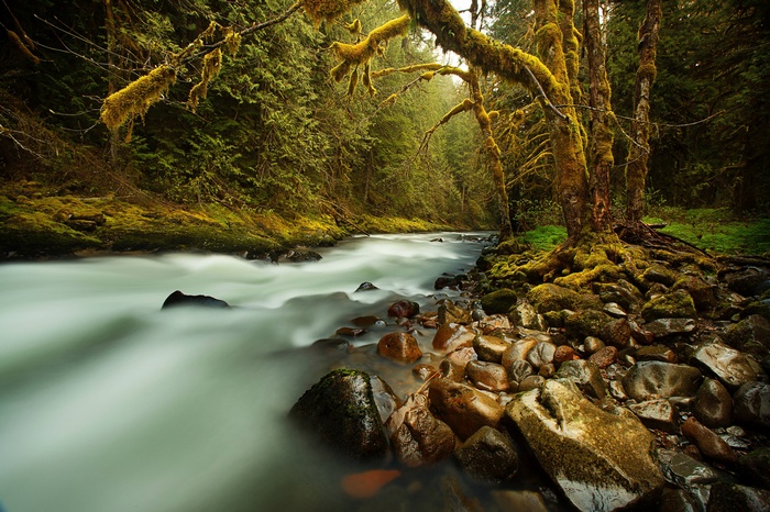 Moss-covered trees line a flowing forest stream