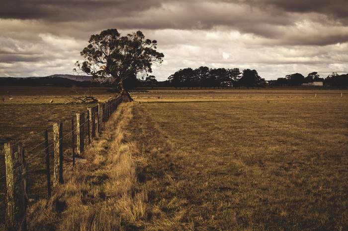 Rural fields with a fence and a lone tree