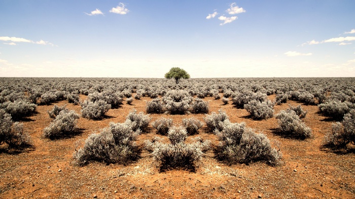 Lone tree in a vast desert landscape with shrubs