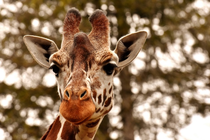 Close-up portrait of a giraffe's head