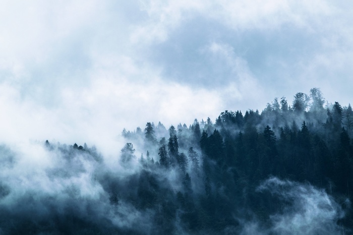 Misty forest with dark fir trees