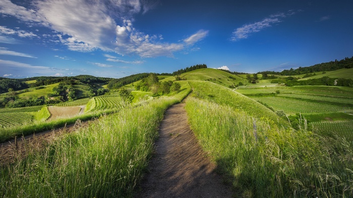 A winding path through rolling green hills and vineyards