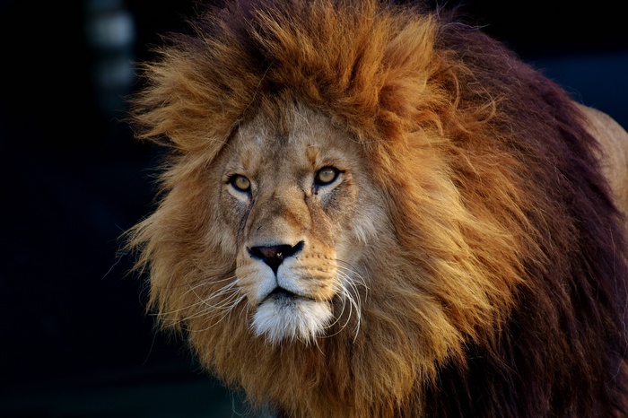 Close-up of a male lion with a dark mane