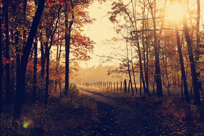 Sunlight filters through trees onto a path in autumn woodland