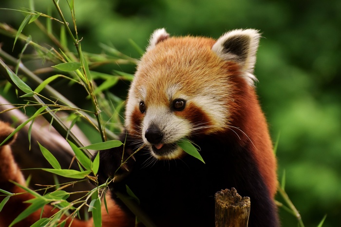 red, predator, fulgens, panda, bear, ailurus, cat, panda, HD Wallpaper ...