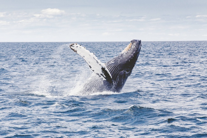 Humpback whale breaching in the ocean