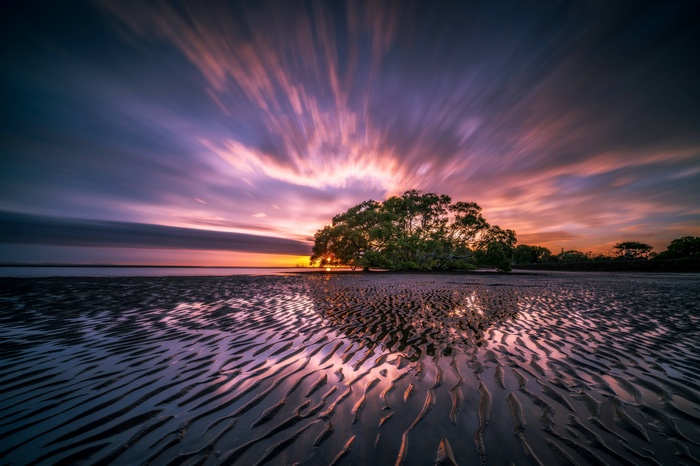 Mangrove tree on a sandy beach at sunset with rippled sand