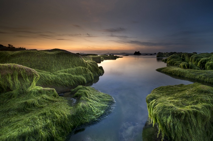 Green algae-covered rocks on a beach at sunset