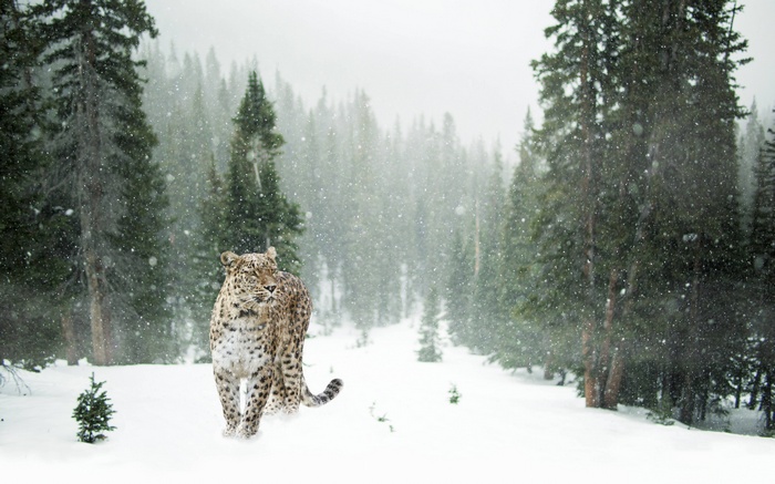 Leopard walking in a snowy forest