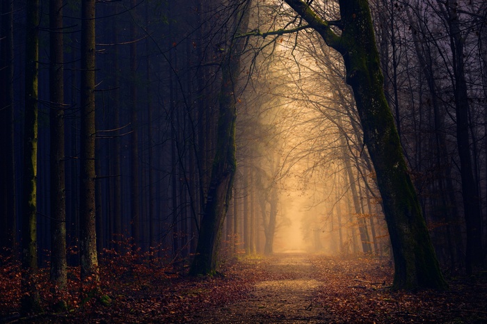 A path through a dark, misty forest with light filtering through trees