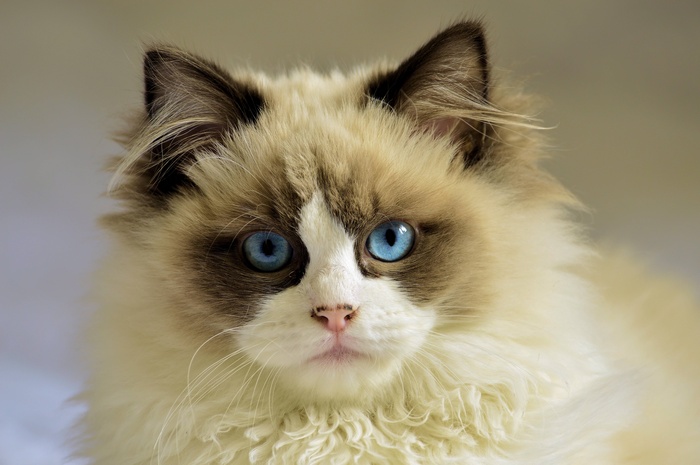 Close-up of a Ragdoll cat with blue eyes