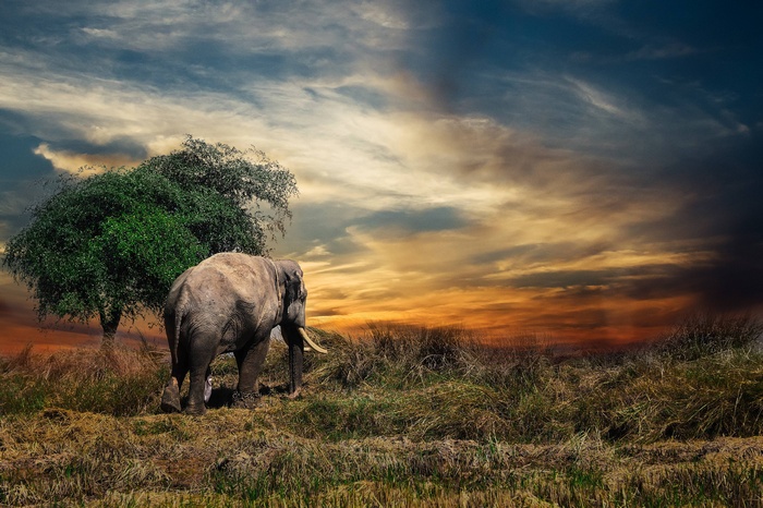Elephant walking in a field at sunset