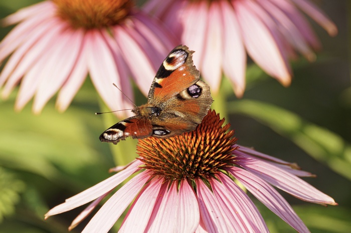 Peacock butterfly on a pink coneflower