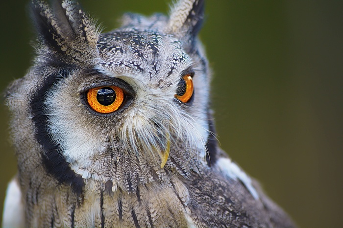 Close-up portrait of a Southern White-faced Owl