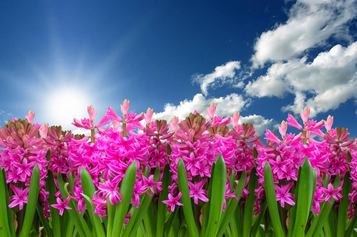 Pink hyacinths blooming under a bright blue sky