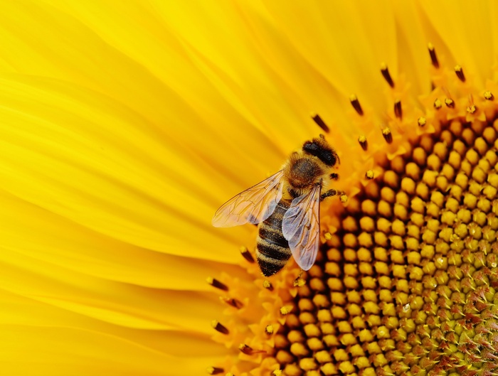 A bee on a bright yellow sunflower