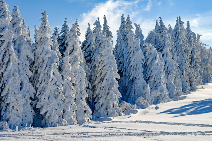 Snow-covered fir trees in a winter forest