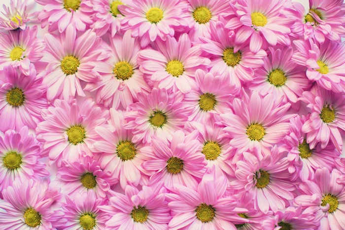 Pink Chrysanthemum Flowers Background