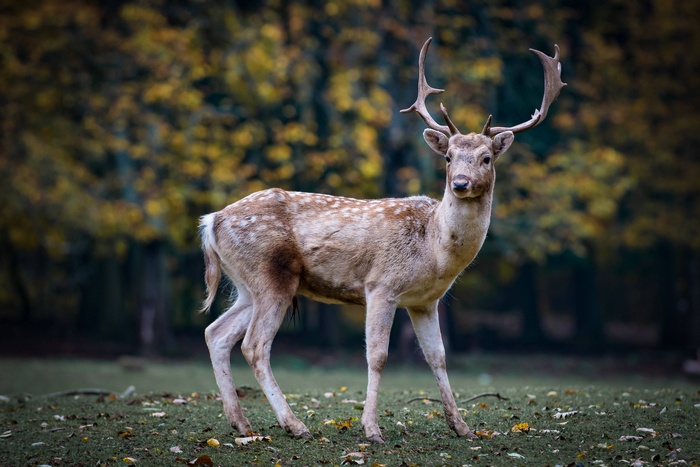 Fallow deer with antlers in a forest