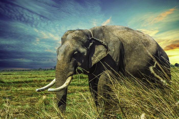Elephant in a field in Surin Province