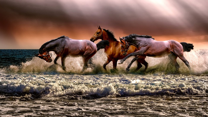 Three horses galloping through ocean waves