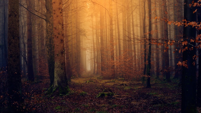 Misty forest with golden light filtering through trees
