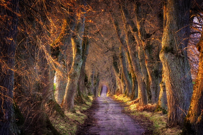 Tree-lined avenue with sunlight filtering through branches