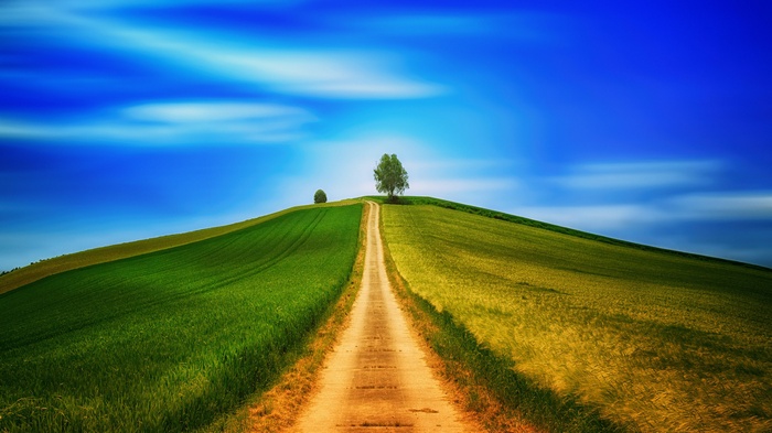 A lone tree stands atop a hill with a dirt path leading to it.
