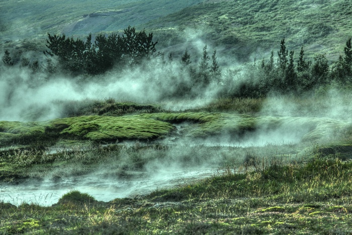 Misty hillside with moss and trees
