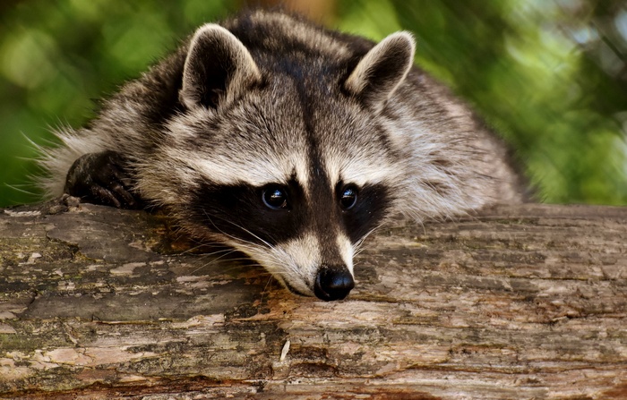 A raccoon rests on a tree trunk