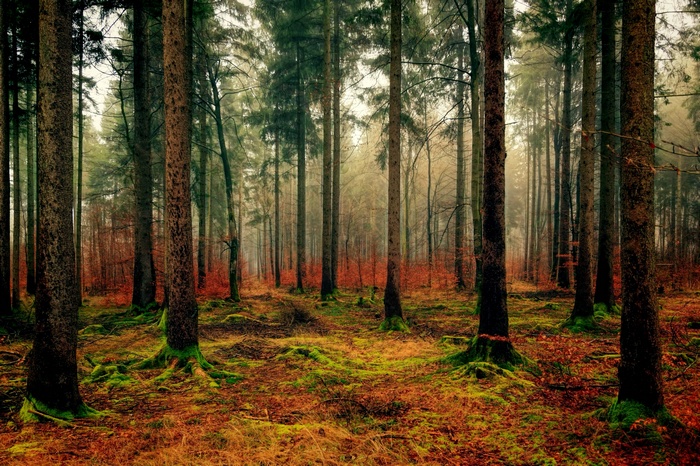 Misty forest with mossy trees and autumn leaves