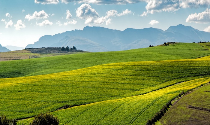 Rolling green and yellow fields with mountains in the background