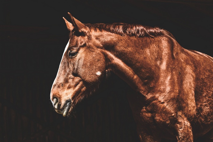 Brown horse in a stall