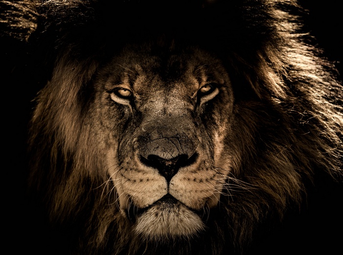 Close-up portrait of a male African lion