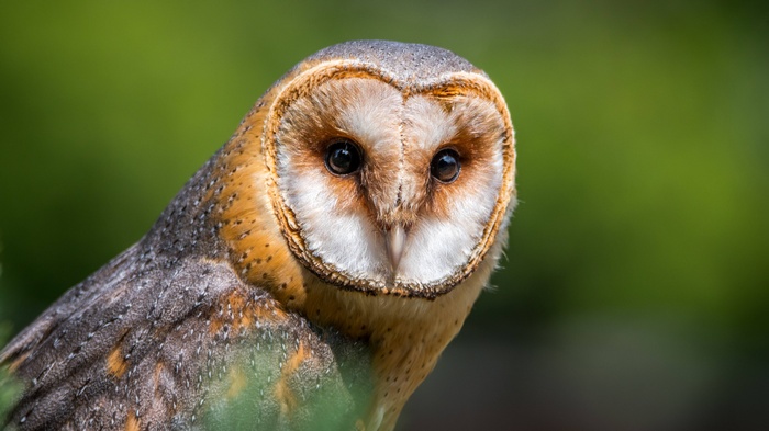 Barn owl with heart-shaped face and dark eyes