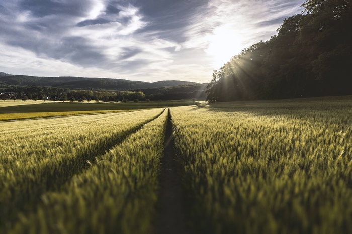 A path through a golden wheat field at sunset