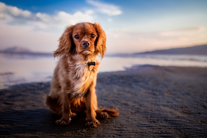 Brown Cavalier King Charles Spaniel on a Beach