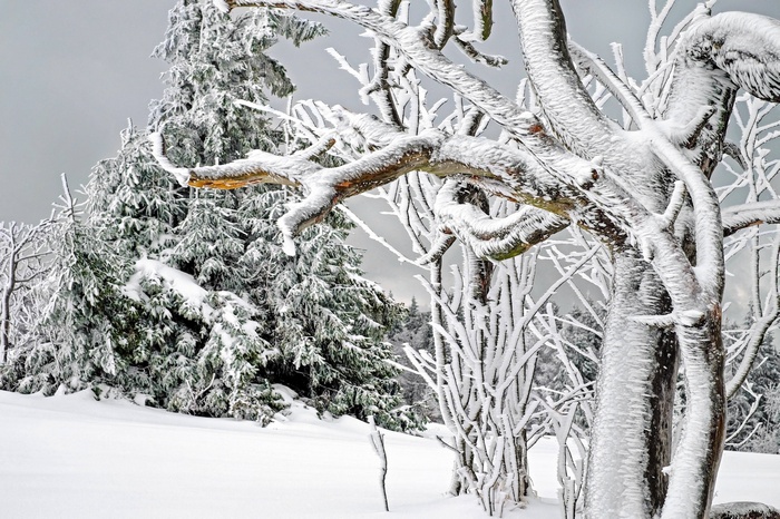 Frozen trees covered in ice and snow in a winter forest