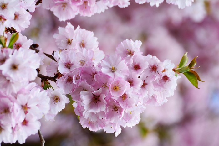 Pink cherry blossoms on a tree branch