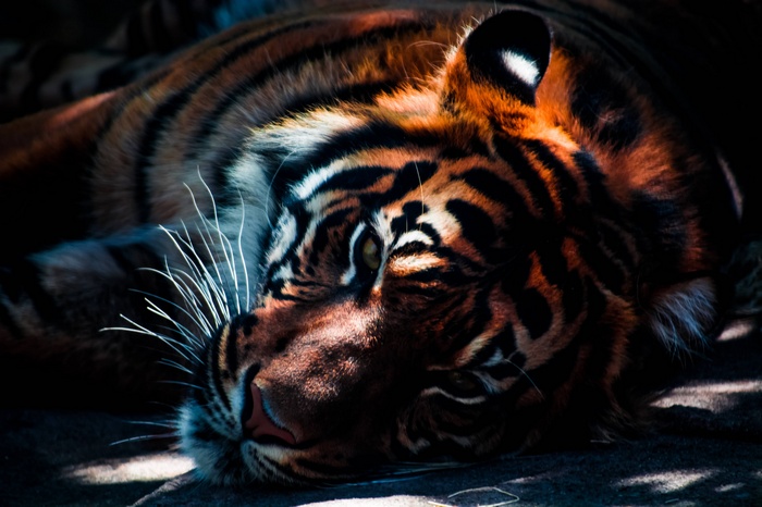Close-up of a tiger resting