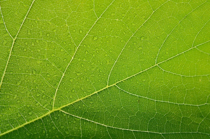 Close-up of a green leaf with water droplets