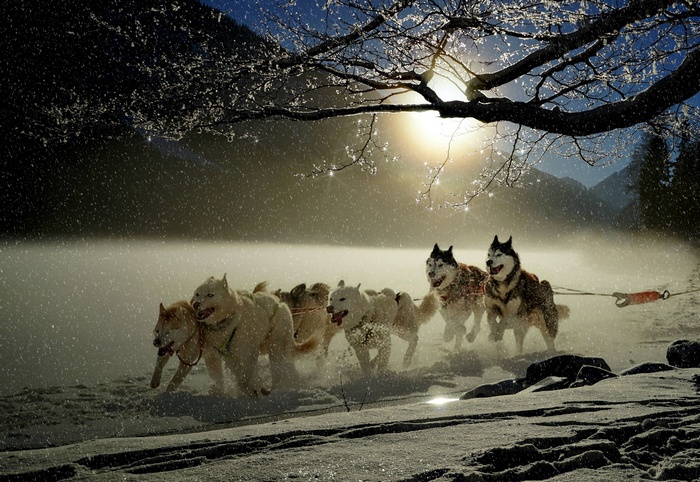 Husky dog sled team racing through a snowy landscape