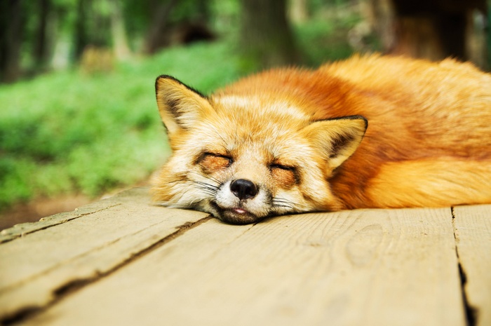 A cute fox sleeping on a wooden surface