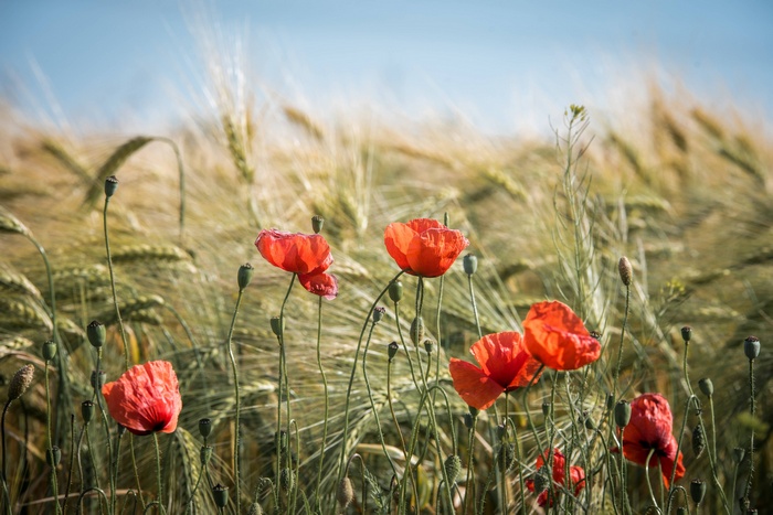 Red poppies in a golden wheat field under a blue sky